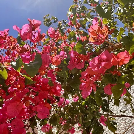 Villa Buganvilia By Check-in Portugal Albufeira